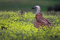Digiscoping