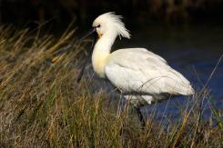 Digiscoping