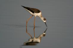 Digiscoping
