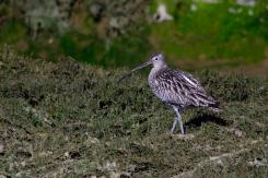 Digiscoping
