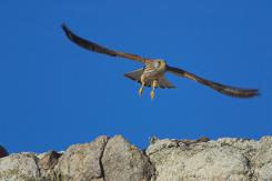 Digiscoping