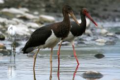 Digiscoping