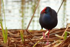Digiscoping