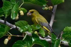 Digiscoping