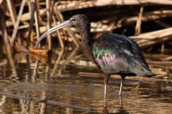 Digiscoping