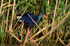 Digiscoping