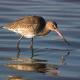 Aguja colinegra en Doñana