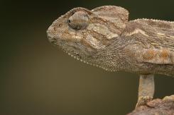 Camaleón - Chamaleon