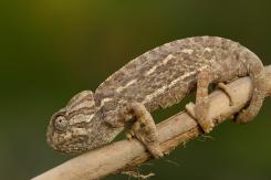 Camaleón - Chamaleon