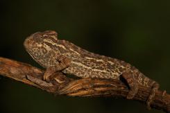 Camaleón - Chamaleon