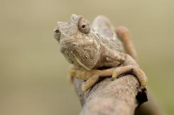 Camaleón - Chamaleon