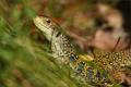 Lagarto ocelado (Lacerta lepida)