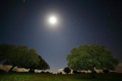 Nocturnas