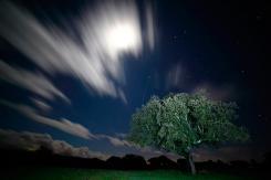 Nocturnas