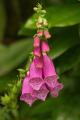 Dedalera (Digitalis purpurea)