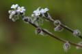 Nomeolvides (Myosotis arvensis)