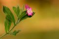 La adelfilla pelosa o hierba de San Antonio (Epilobium hirsutum)