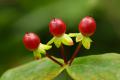 Hypericum androsaemum