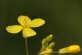 Jaramagos (Erysimum officinale)