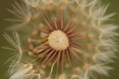 Flora
