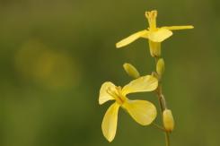 Flora