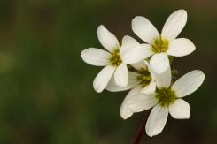 Flora