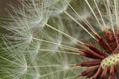 Flora