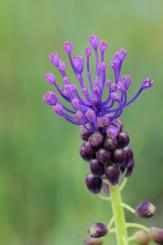 Flora