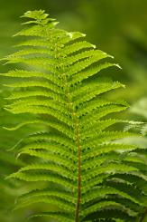 Flora