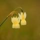 Descripción: Narcisos (Narcissus triandrus)