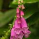 Descripción: Dedalera (Digitalis purpurea)