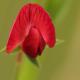 Descripción: Rojo sobre Verde (Lathyrus cicera)