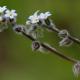 Descripción: Nomeolvides (Myosotis arvensis)