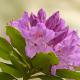 Descripción: Rododendros (Rhododendron ...)