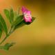 Descripción: La adelfilla pelosa o hierba de San Antonio (Epilobium hirsutum)