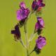Descripción: Viborera (Echium plantagineum)