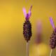 Descripción: Cantuesos (Lavandula stoechas)