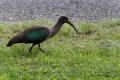 Hadada ibis (Bostrychia hagedas) Olive ibis