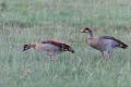 Gansos del Nilo (Alopochen aegyptiacus) Egyptian goose