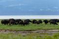 El lago Nakuru