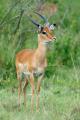 Impala (Aepyceros melampus)