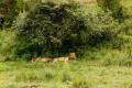 El león el rey de la siesta (Panthera leo)