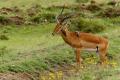 Impala (Aepyceros melampus) con picabueyes