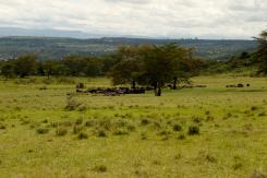 Nakuru
