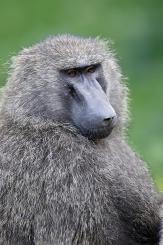 Nakuru