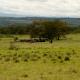 Descripción: Parque Nacional de Nakuru
