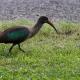 Descripción: Hadada ibis (Bostrychia hagedas) Olive ibis