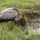 Descripción: Cigüeña de pico amarillo (Mycteria ibis) Yellow billed stork