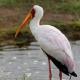 Cigüeña de pico amarillo (Mycteria ibis) Yellow billed stork