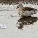 Cerceta del Cabo (Anas capensis) Cape teal